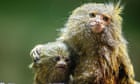 Wildlife trafficking thrives on Facebook despite pledge to fight illegal trade