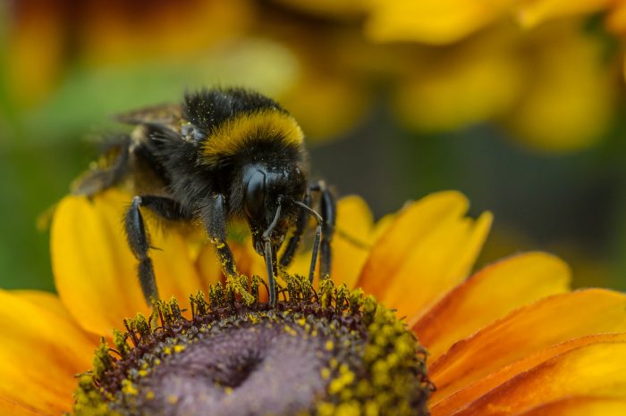 Solid State secures £2.4m contract to save bees